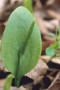 photo of Ophioglossum vulgatum